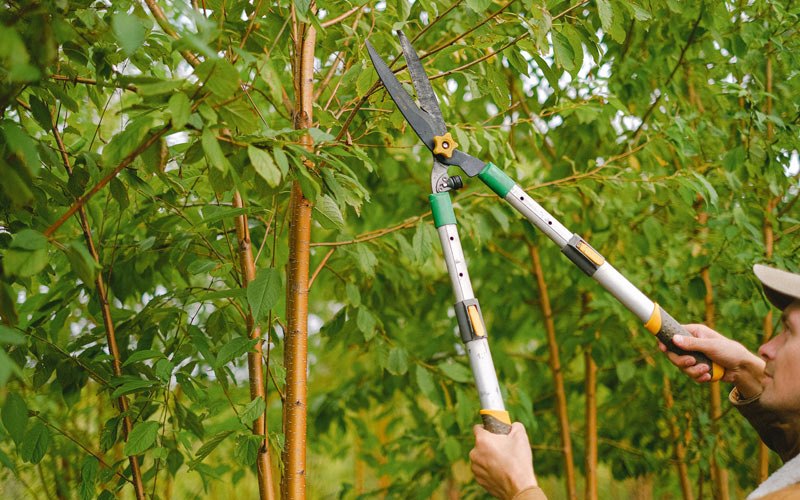 Tree trimming in Isle La Motte, VT