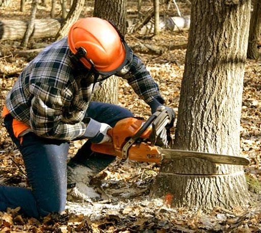 Tree Removal in Isle La Motte, VT